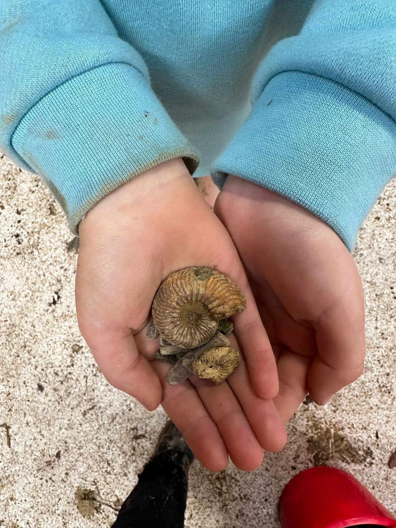 Fossils in childrens hands found at grafham 