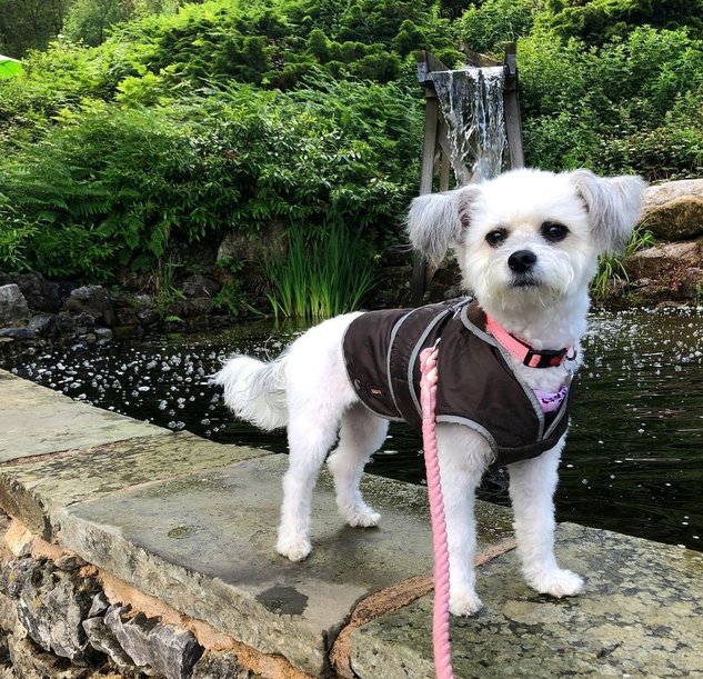 Cookie Dough the dog