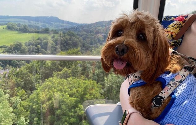 Amber the Cavapoo