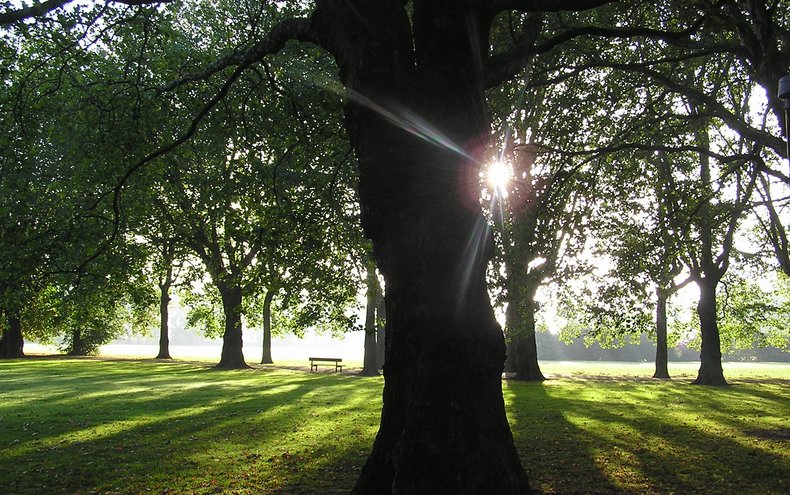 Sun glistening amongst trees at Normanton Park