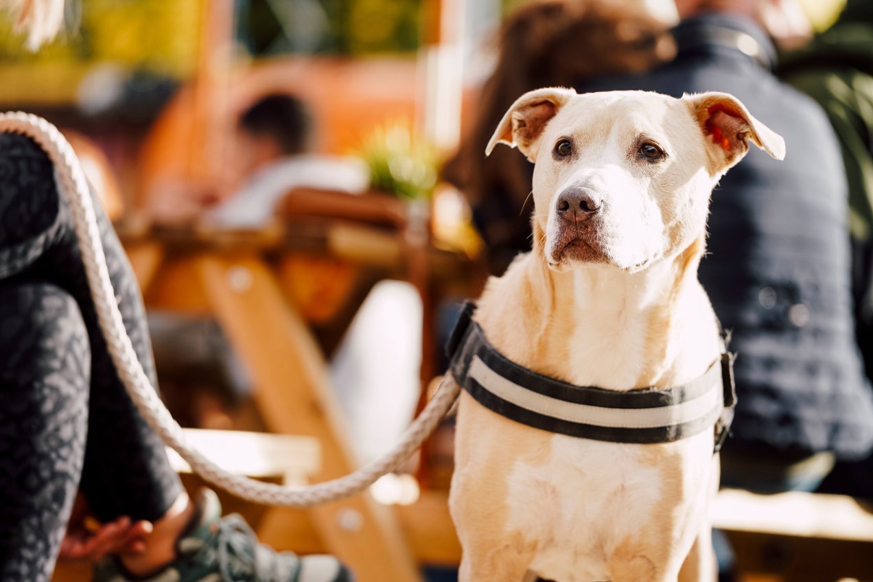 Light coloured dog on a lead