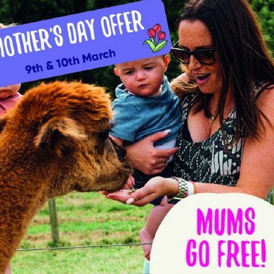 Mother's Day Offer at Bluebells artwork