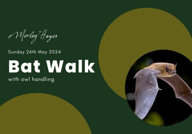 Menu image for Bat Walk with Owl Handler