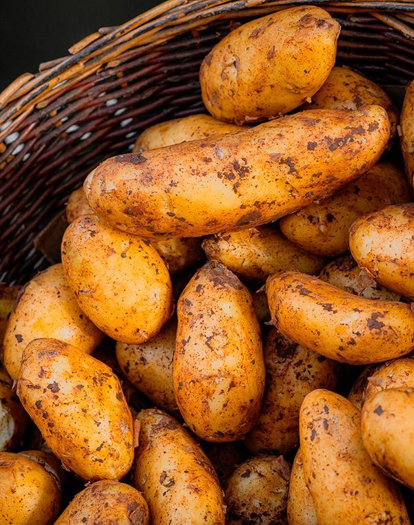 A woven basket filled with fresh, earthy potatoes