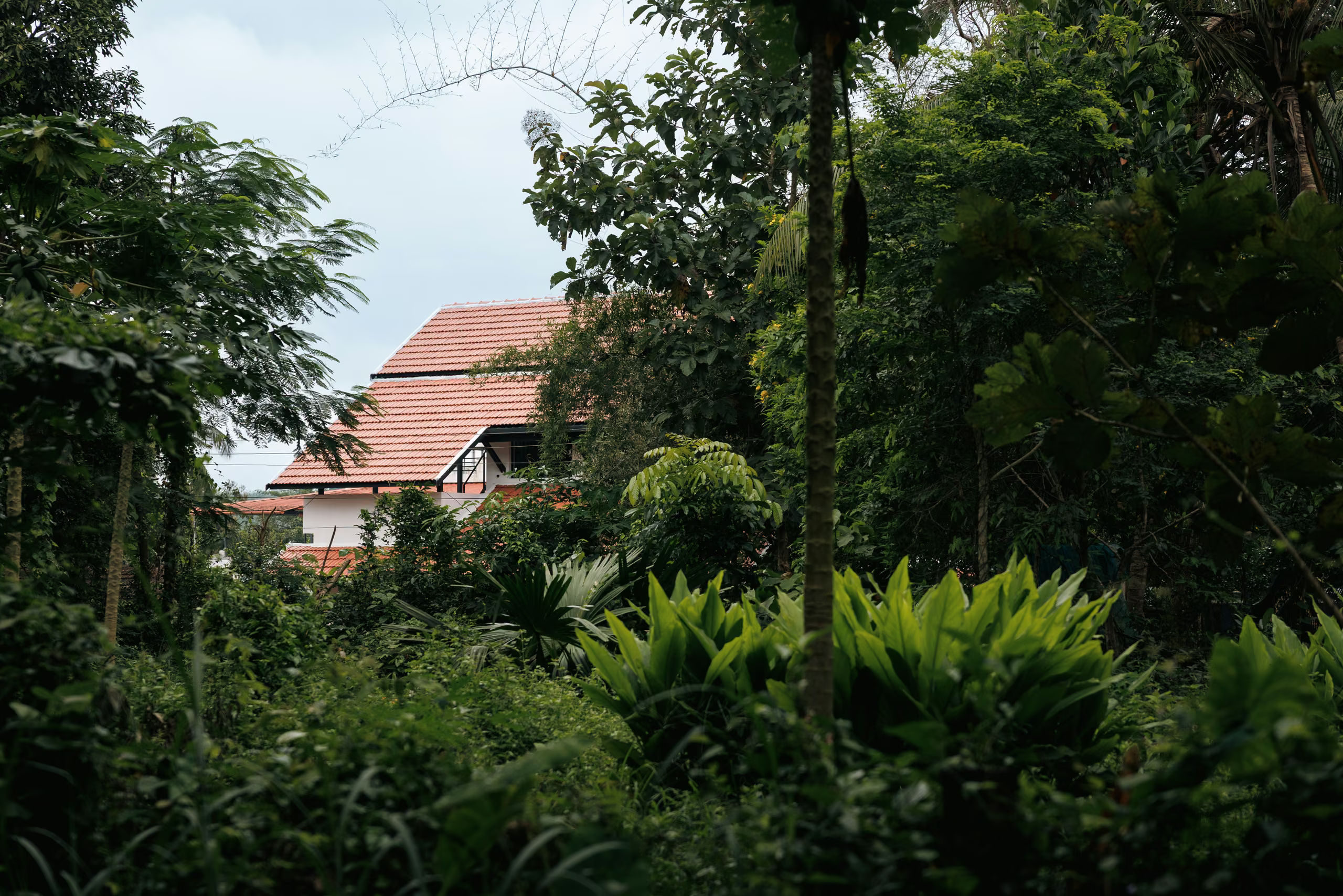 House Among the Groves