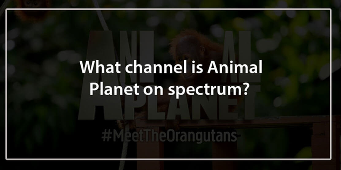 What channel is Animal Planet on Spectrum | Local Cable Deals