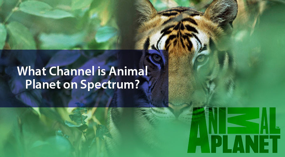 Which number is Animal Planet channel on Spectrum?