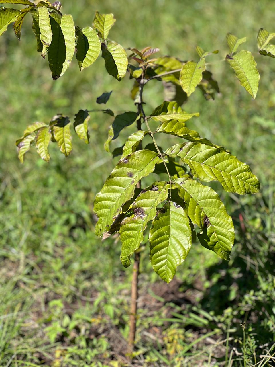 Tree Niches gallery image