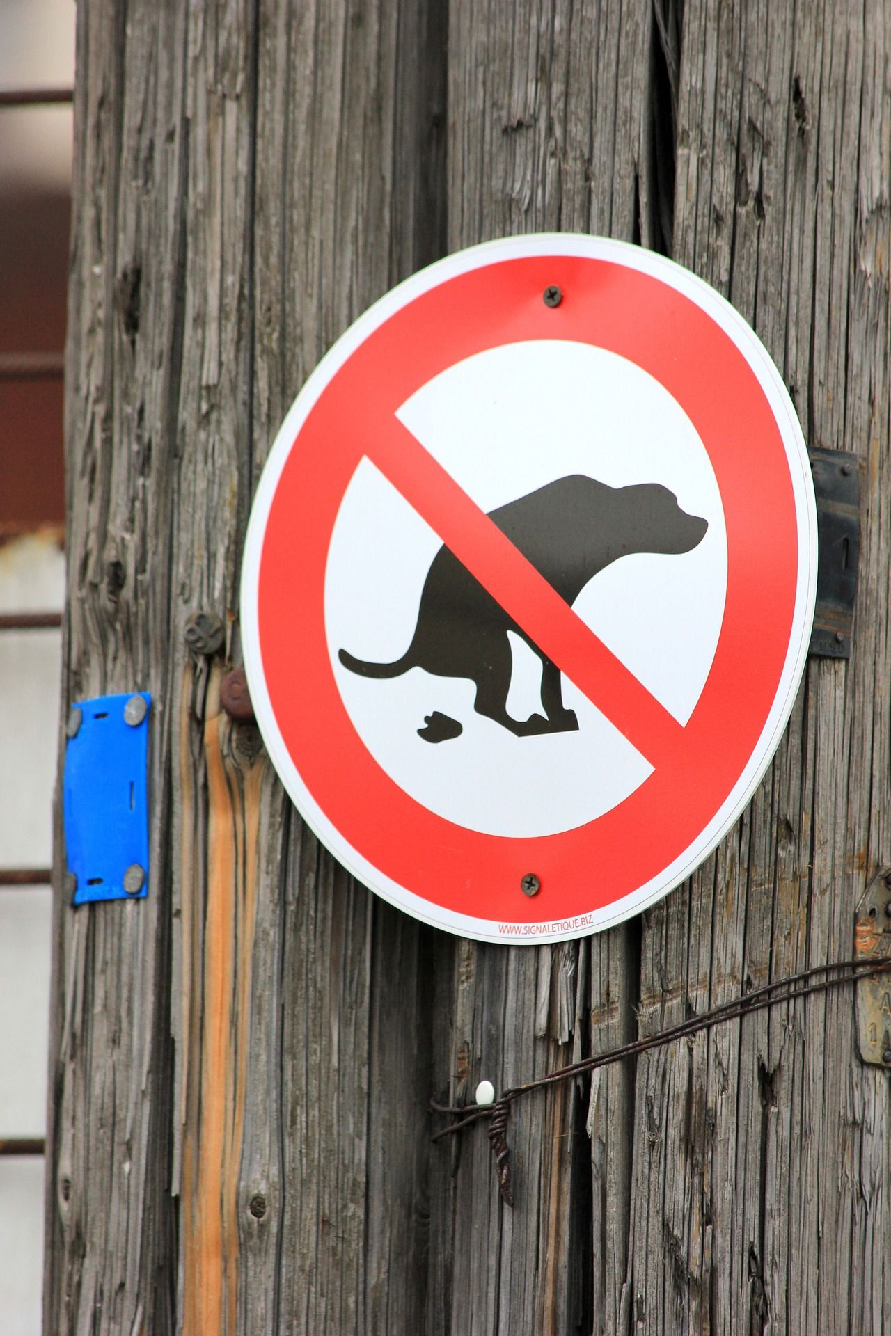 excrément chien