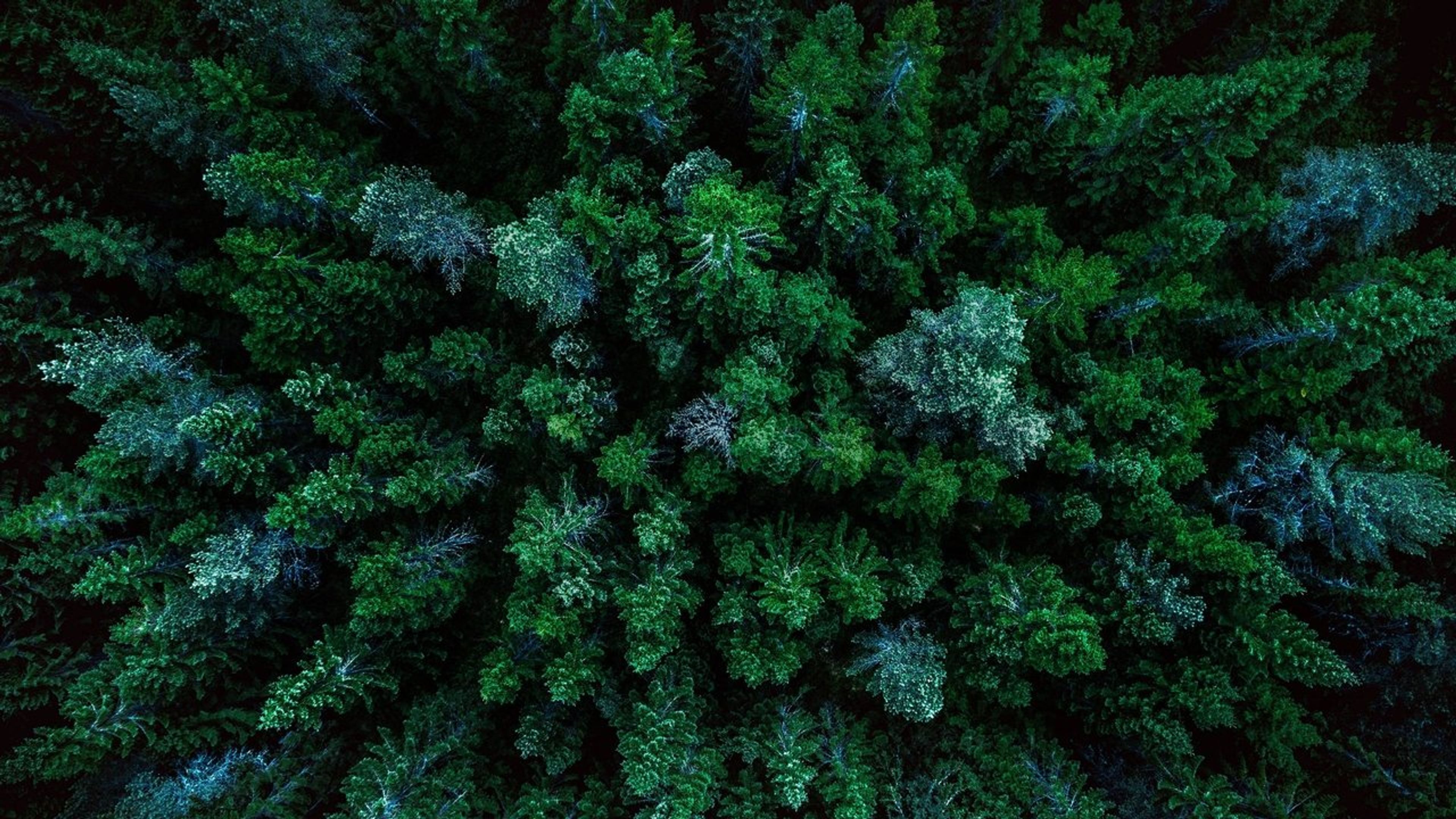 Backdrop of A World of Calm