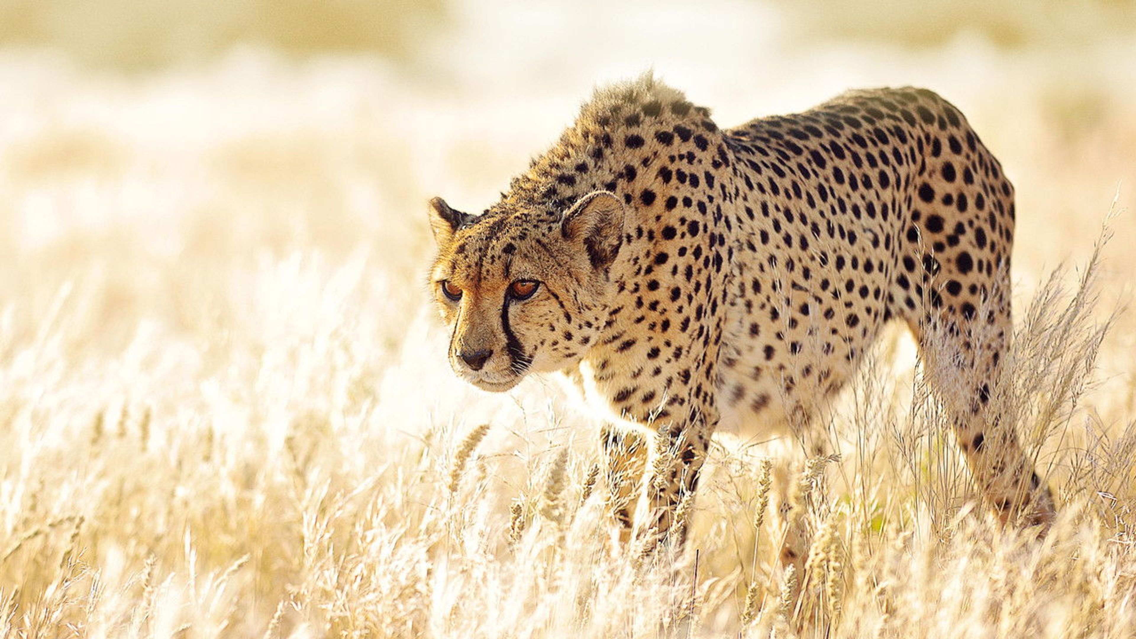 Backdrop of The Hunt