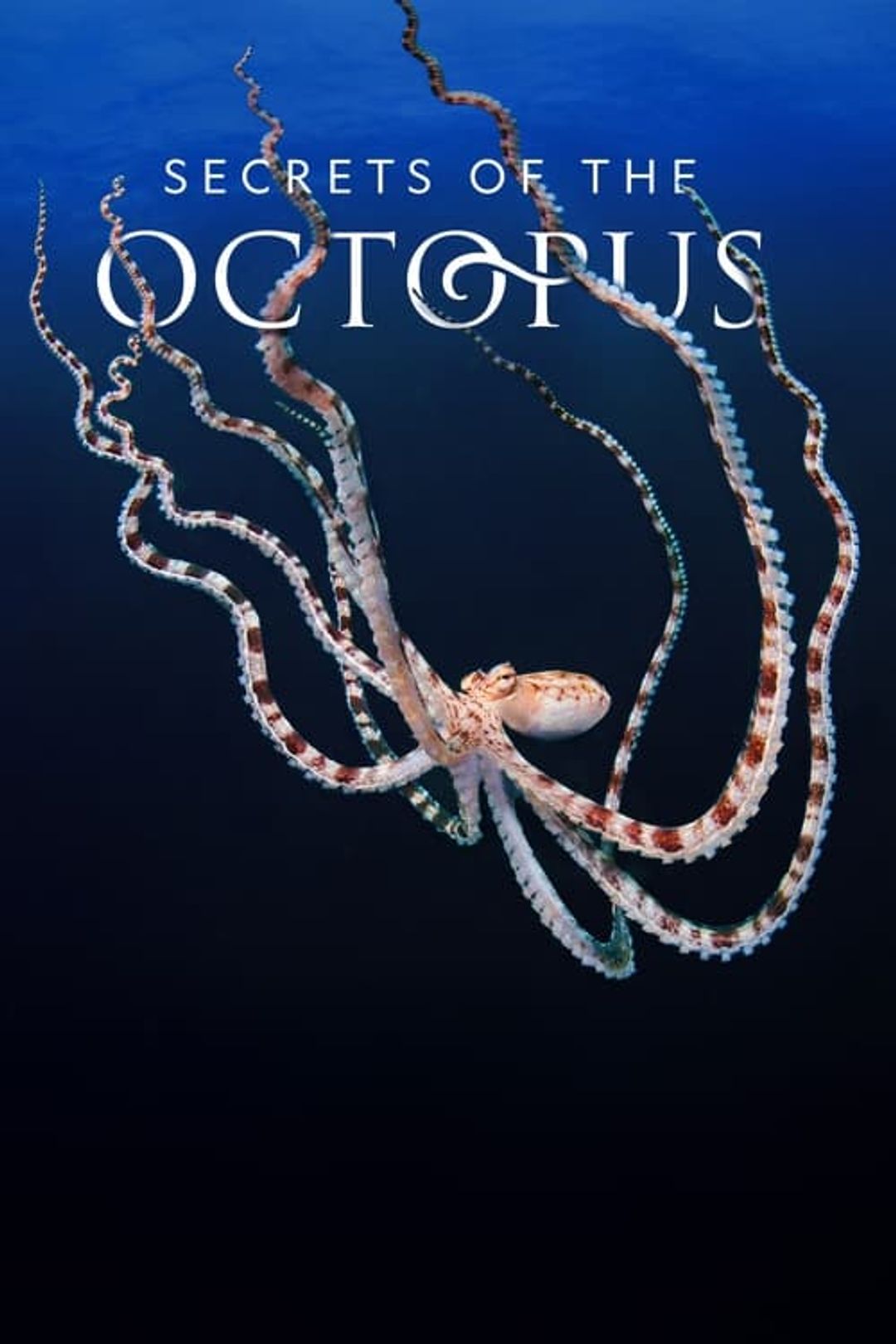 Poster image of Secrets of the Octopus