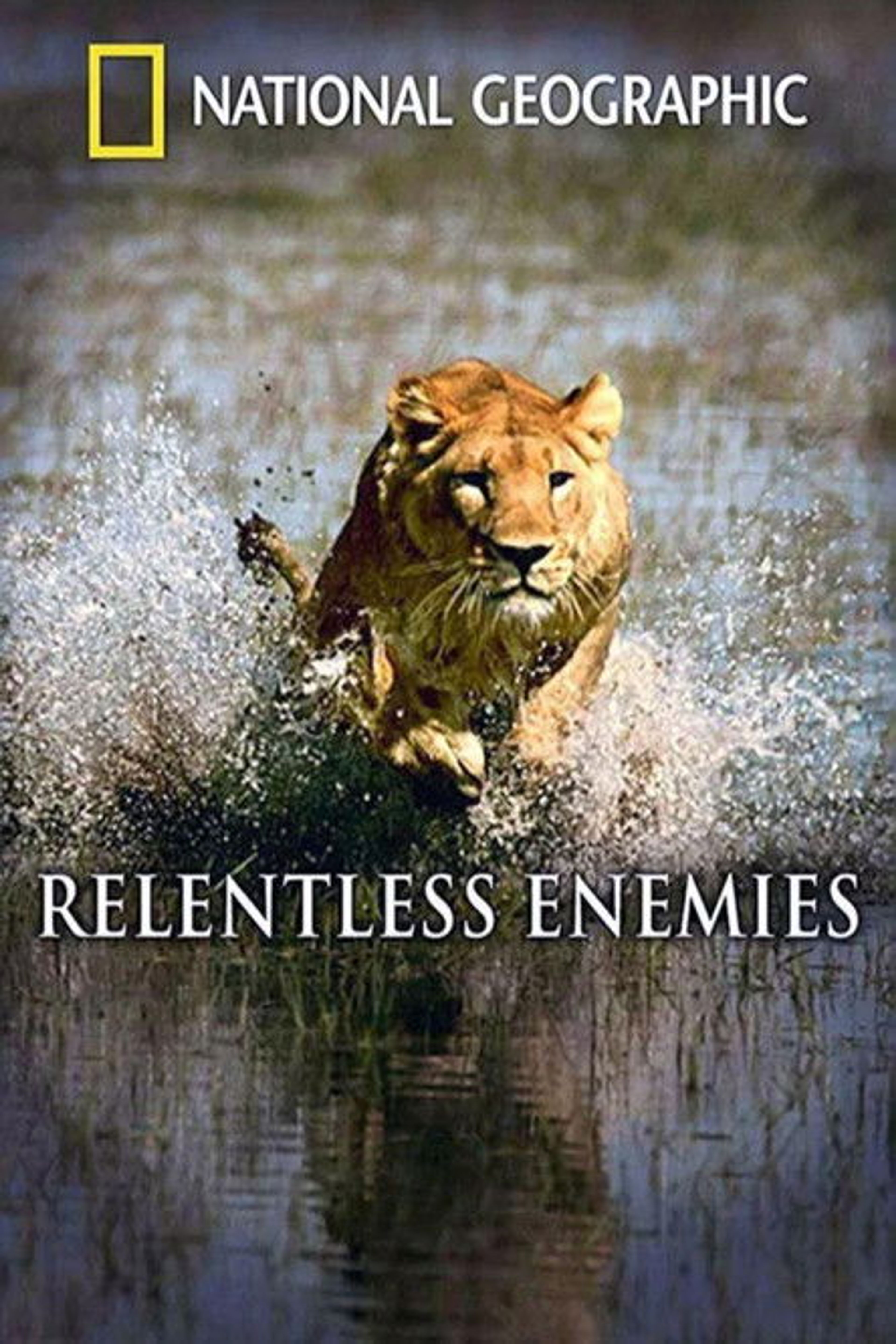Poster image of Relentless Enemies: Lions and Buffalo