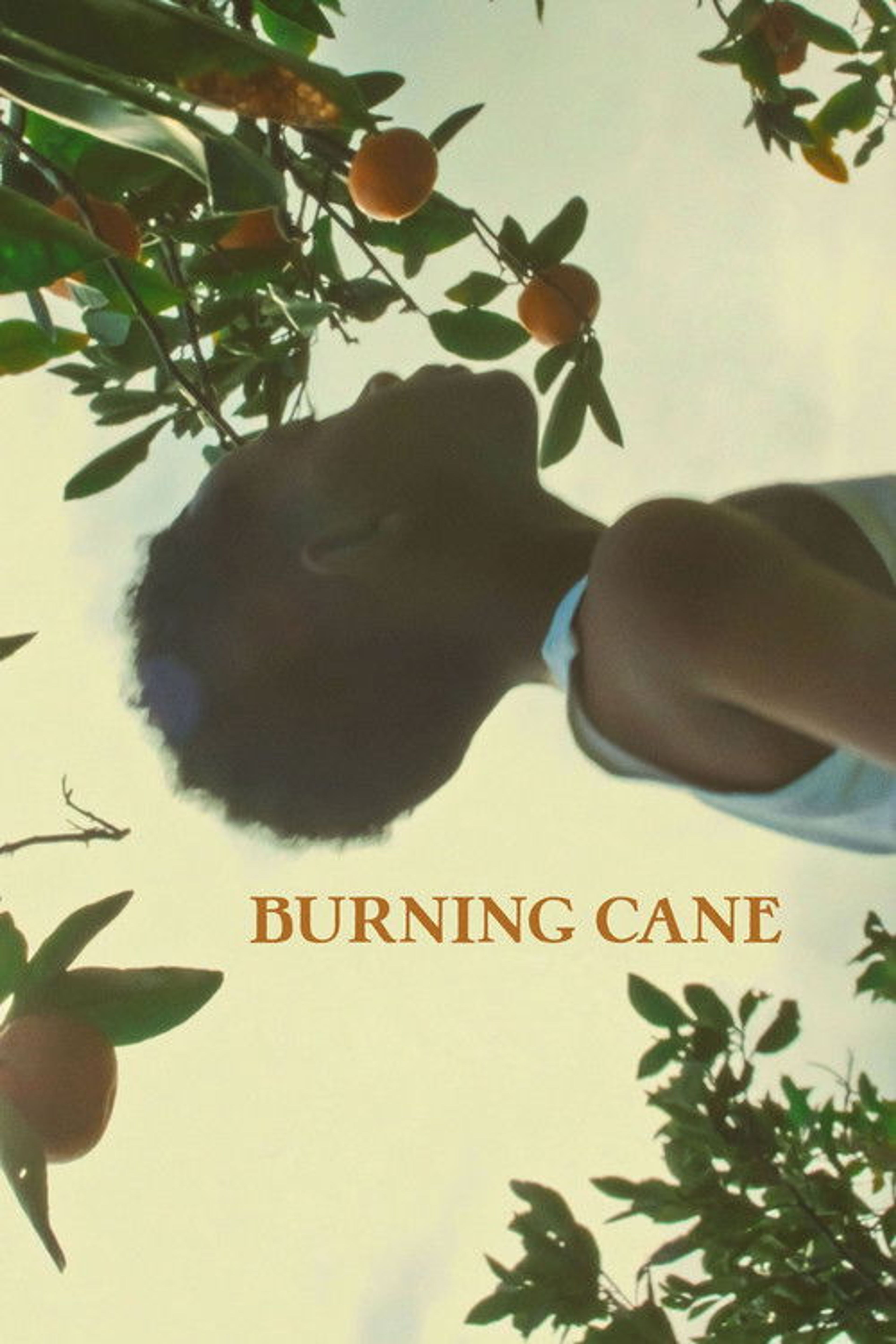 Poster image of Burning Cane