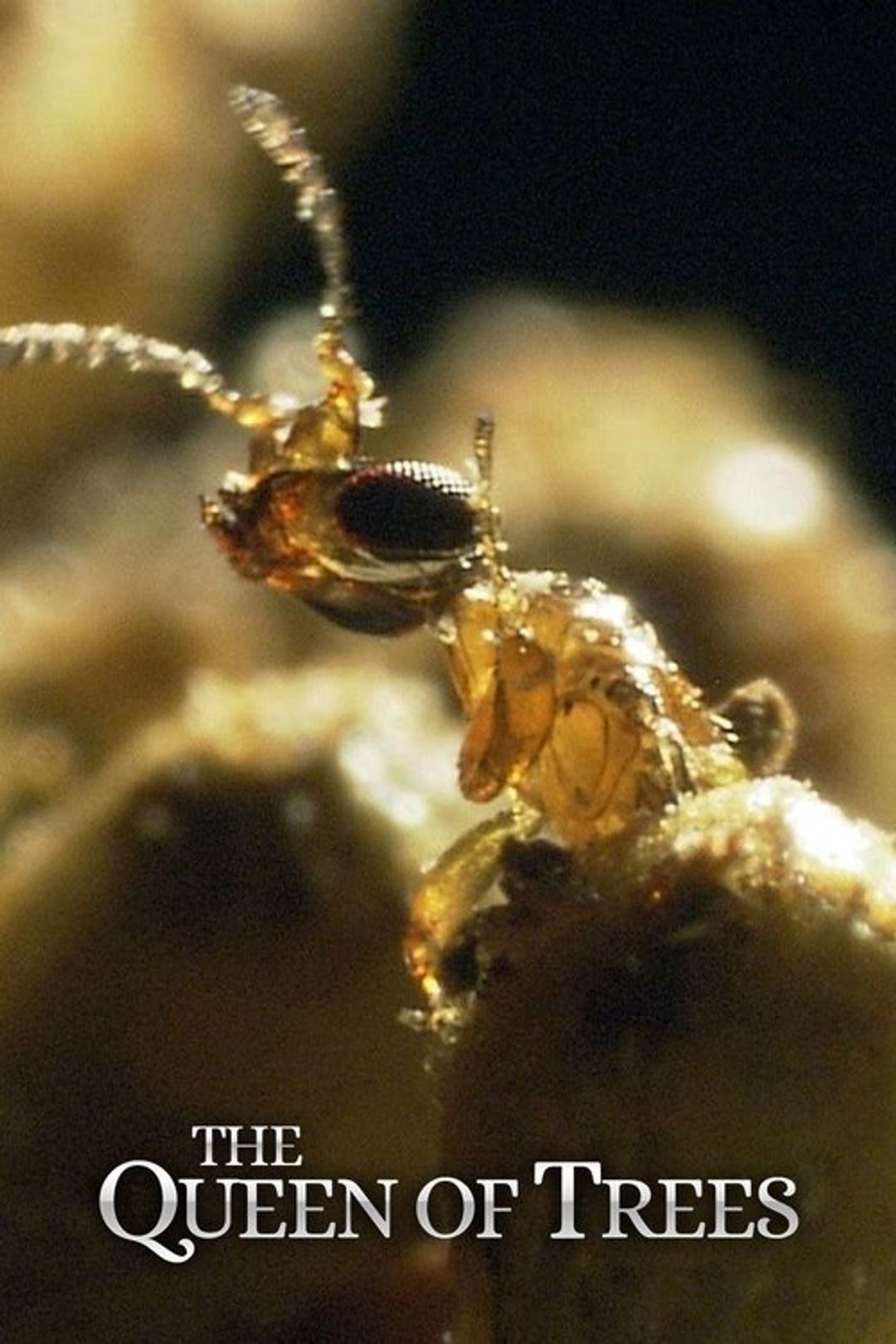 Poster image of The Queen of Trees