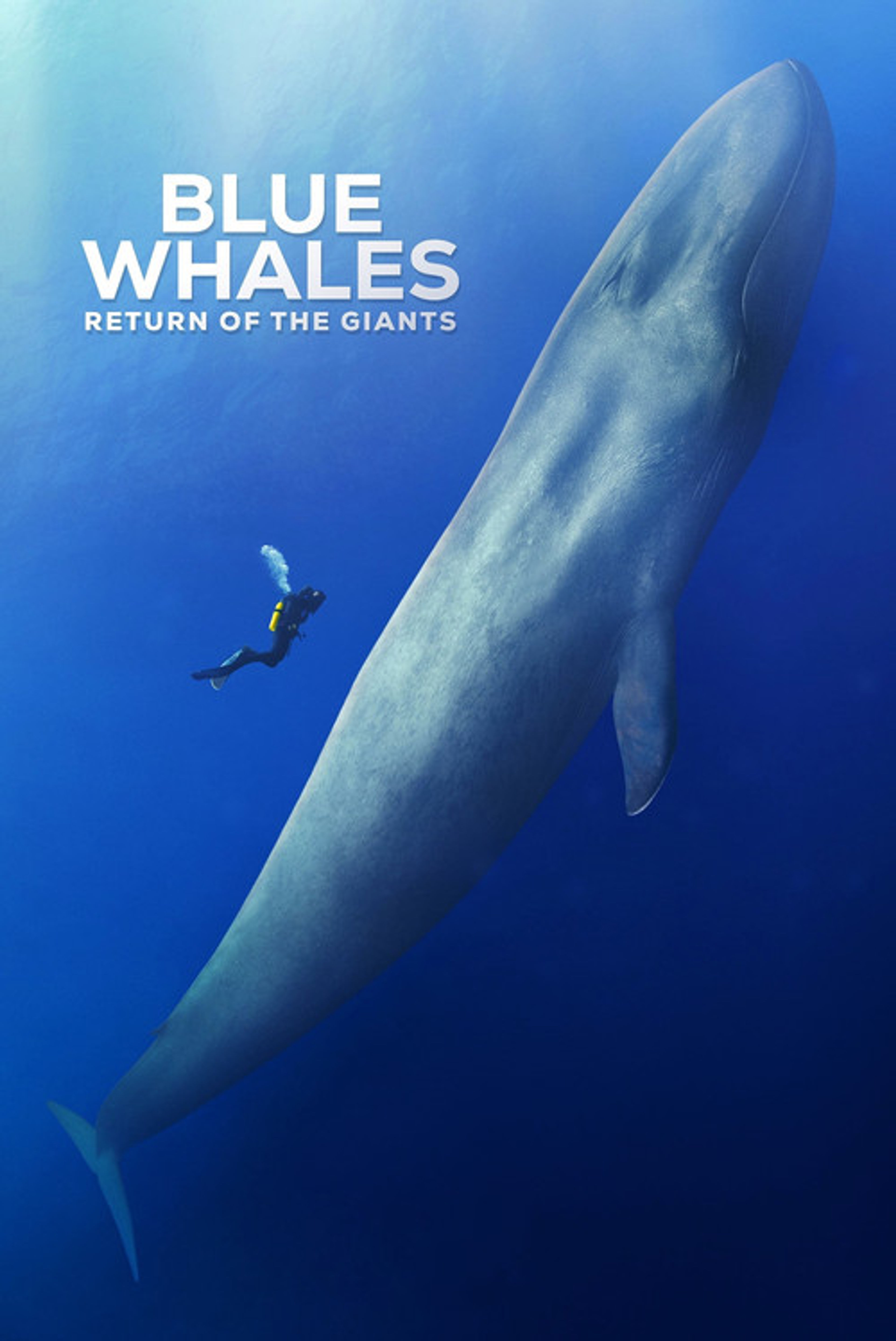Poster image of Blue Whales: Return of the Giants