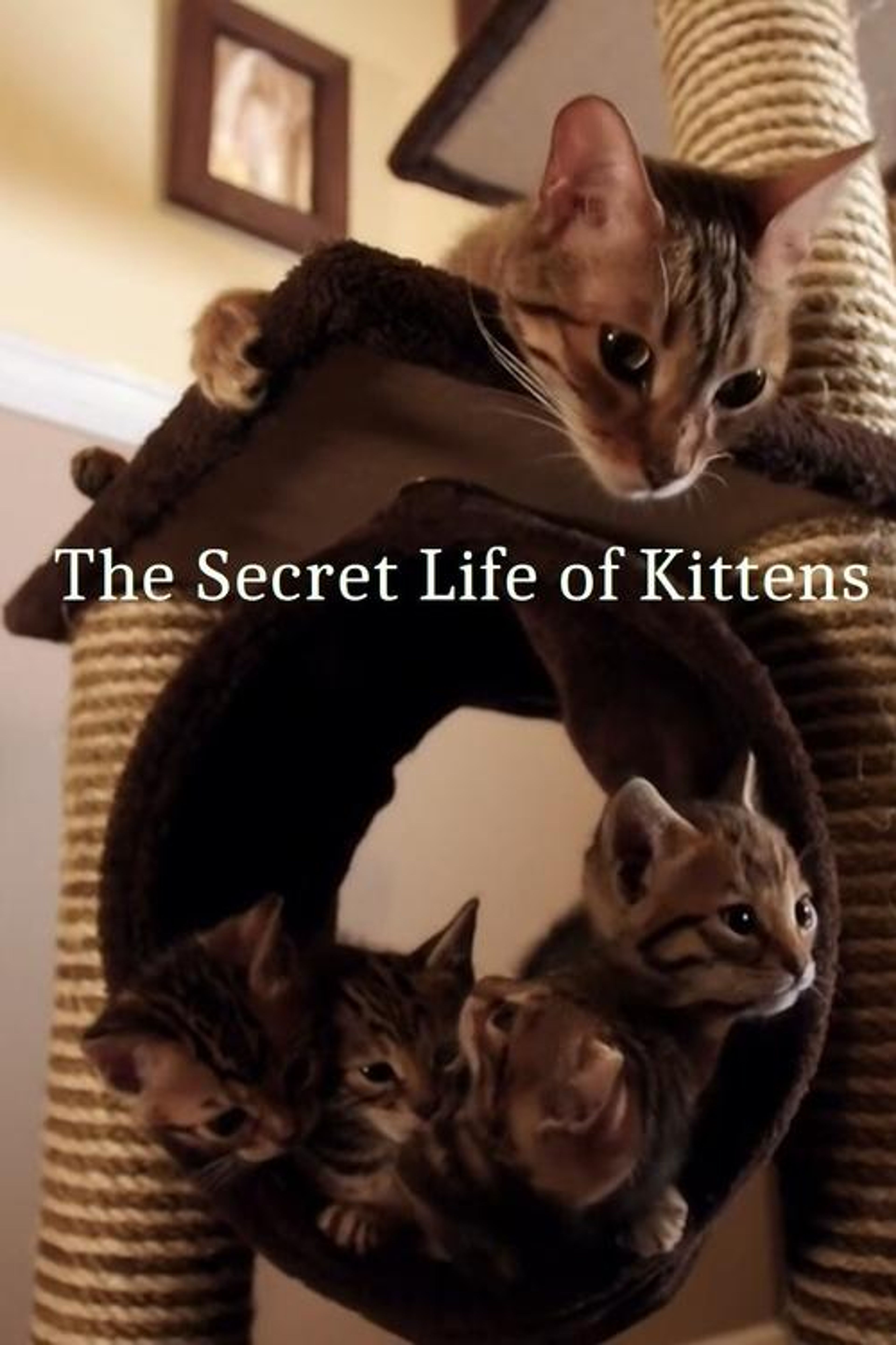 Poster image of The Secret Life of Kittens