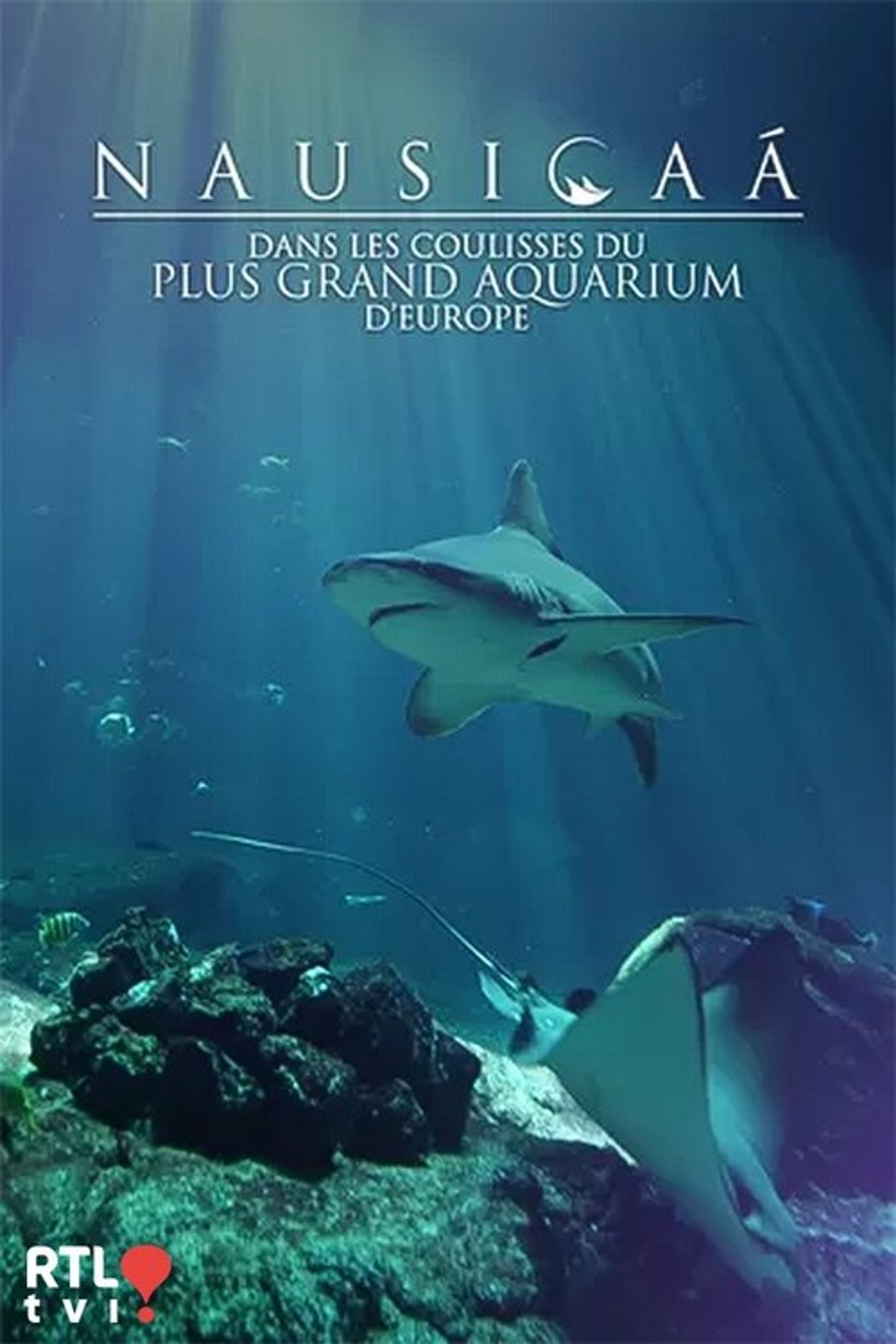 Poster image of Nausicaá : Dans les coulisses du plus grand aquarium d'Europe