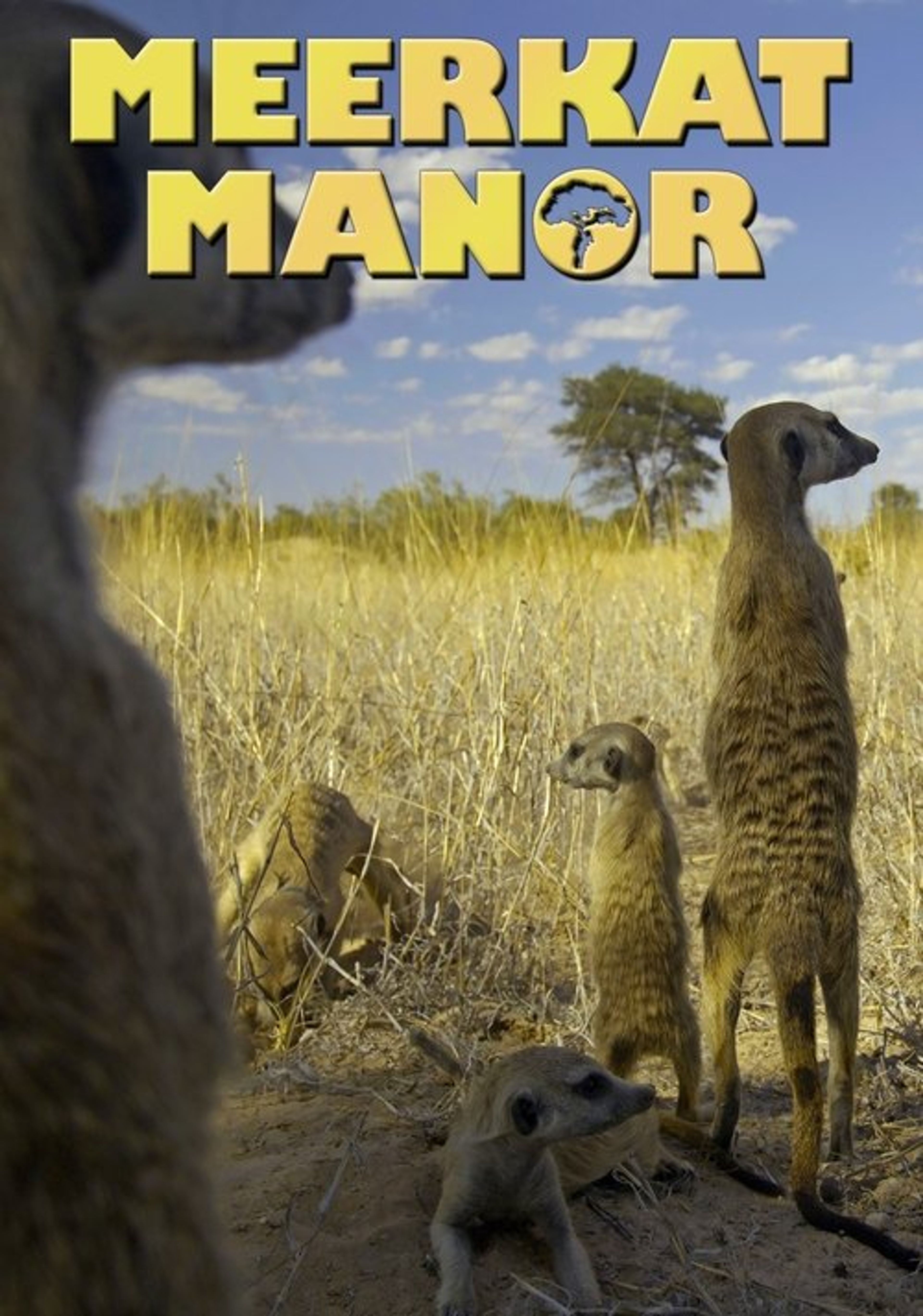 Poster image of Meerkat Manor