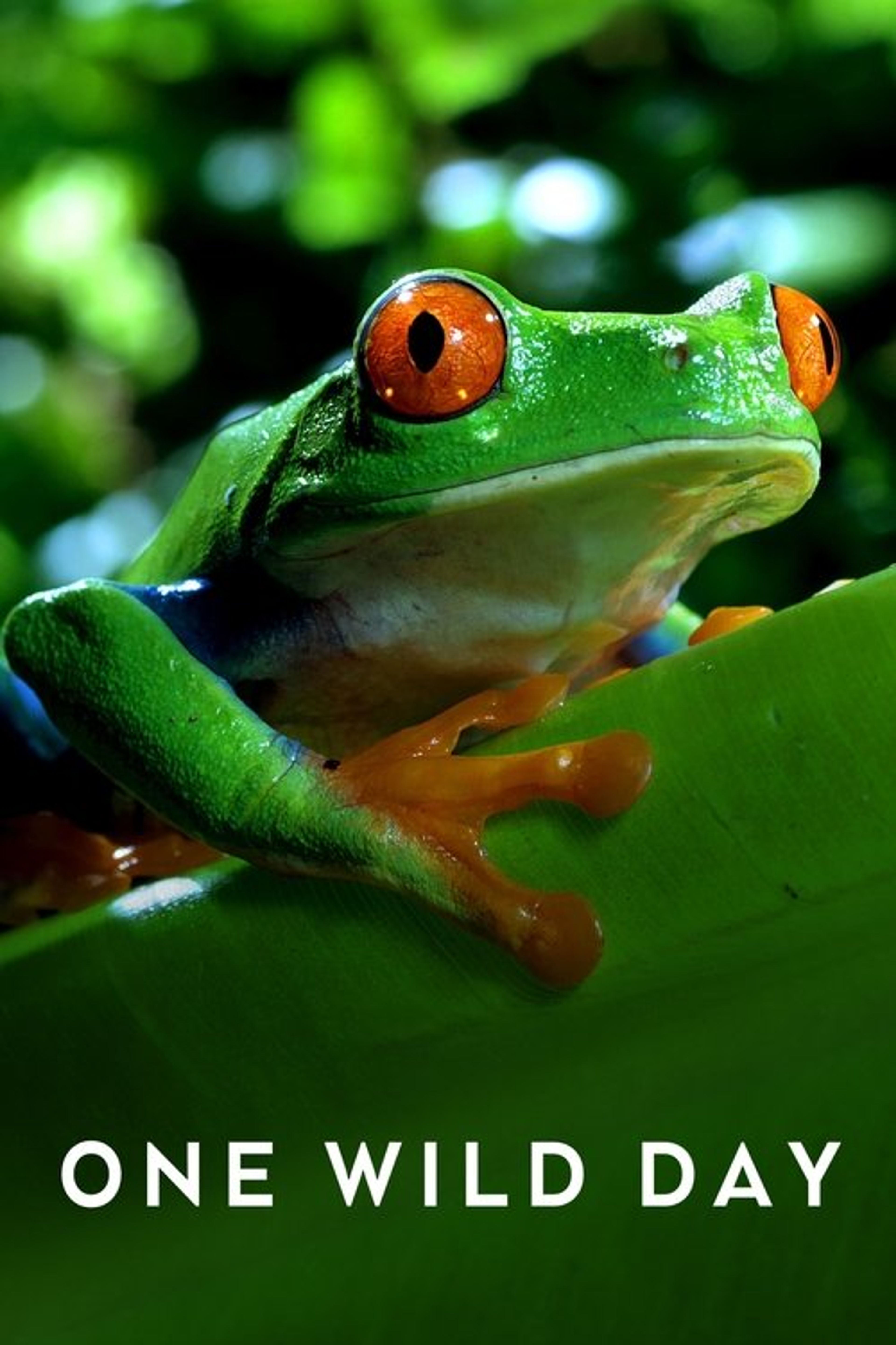 Poster image of Extreme Animals: One Wild Day