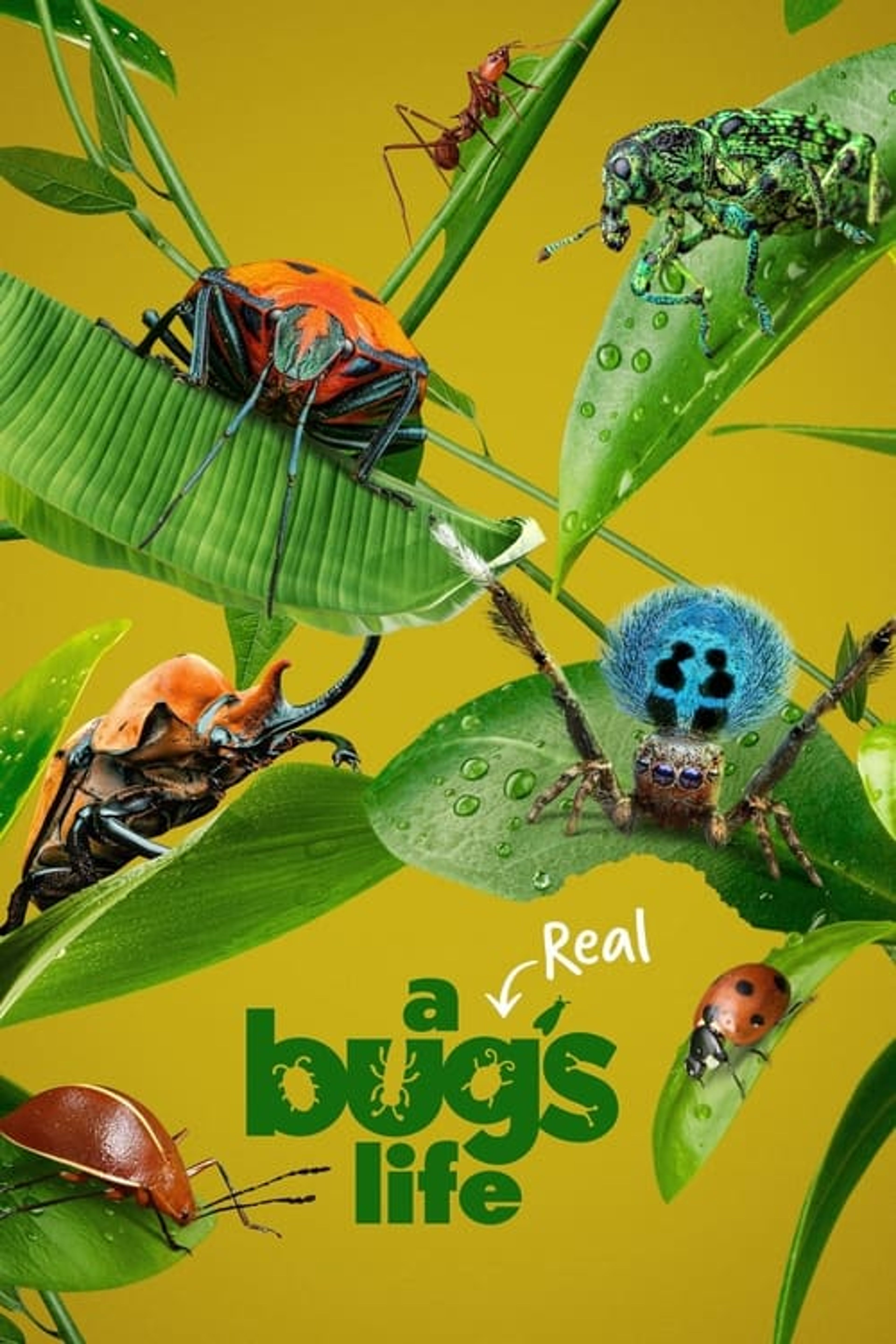 Poster image of A Real Bug's Life