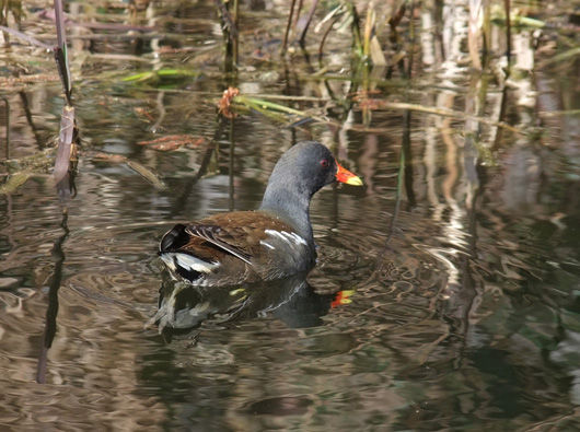 to-see-moorhen2