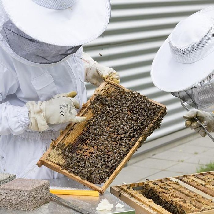 Comment ouvrir et inspecter une ruche ?