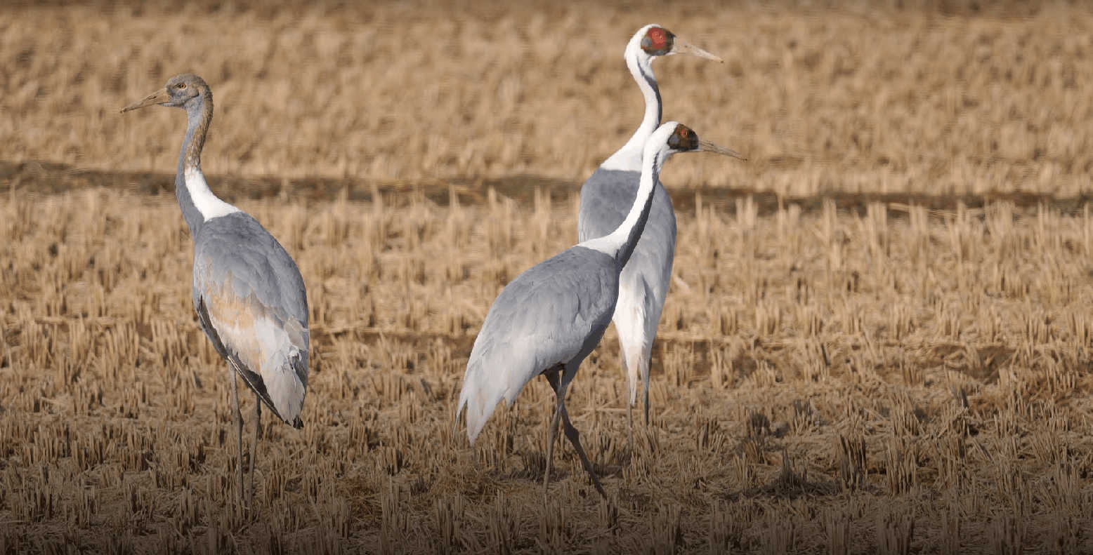 Albatros e fauna ripopola la DMZ in Corea