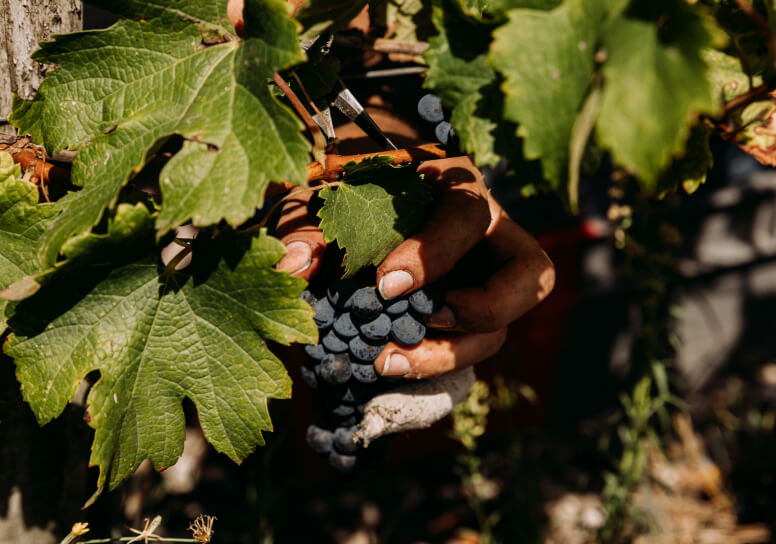 Accueil - Lafon Rochet