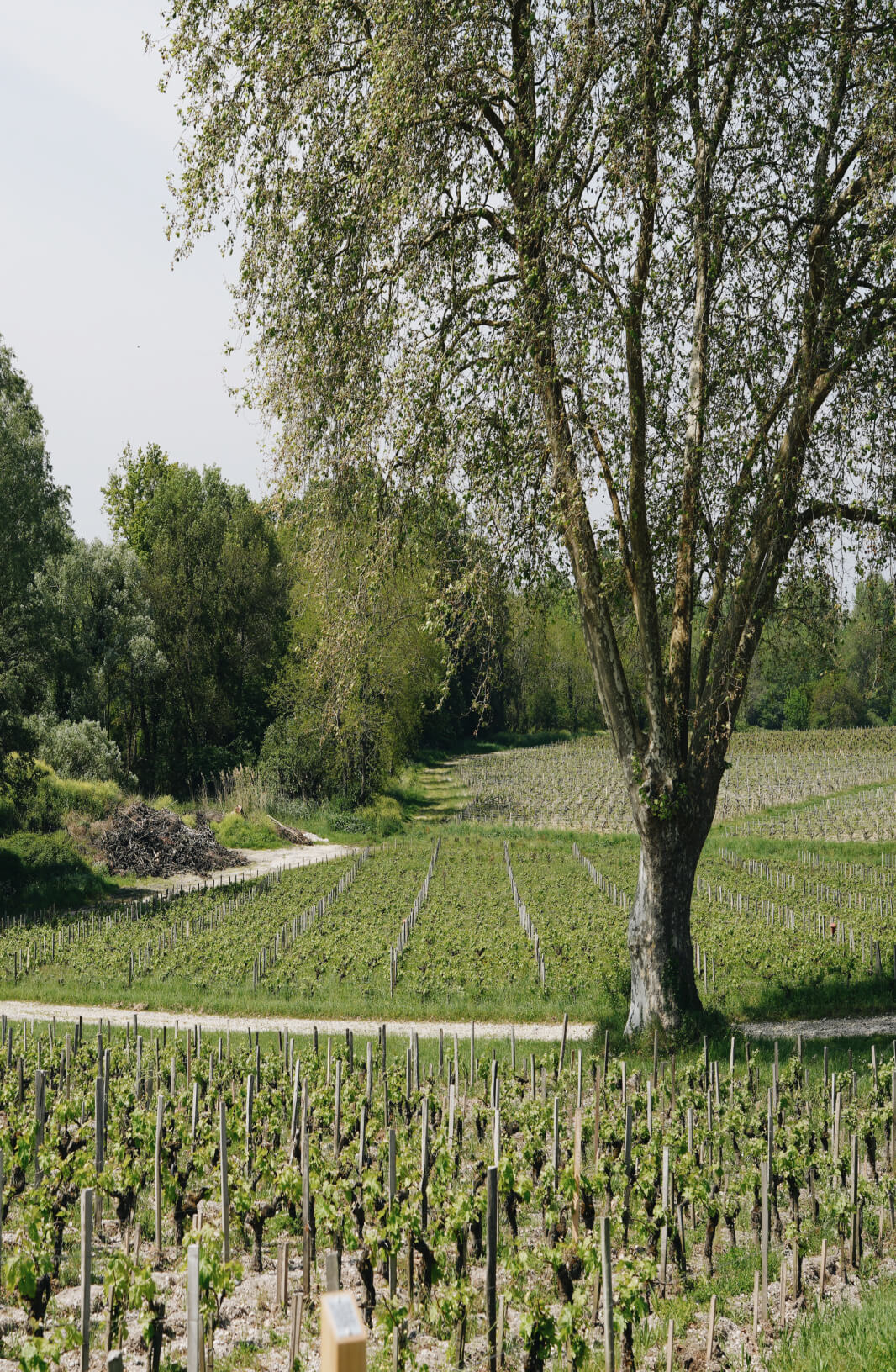 4. La zone Natura 2000 & le platane - Lafon Rochet