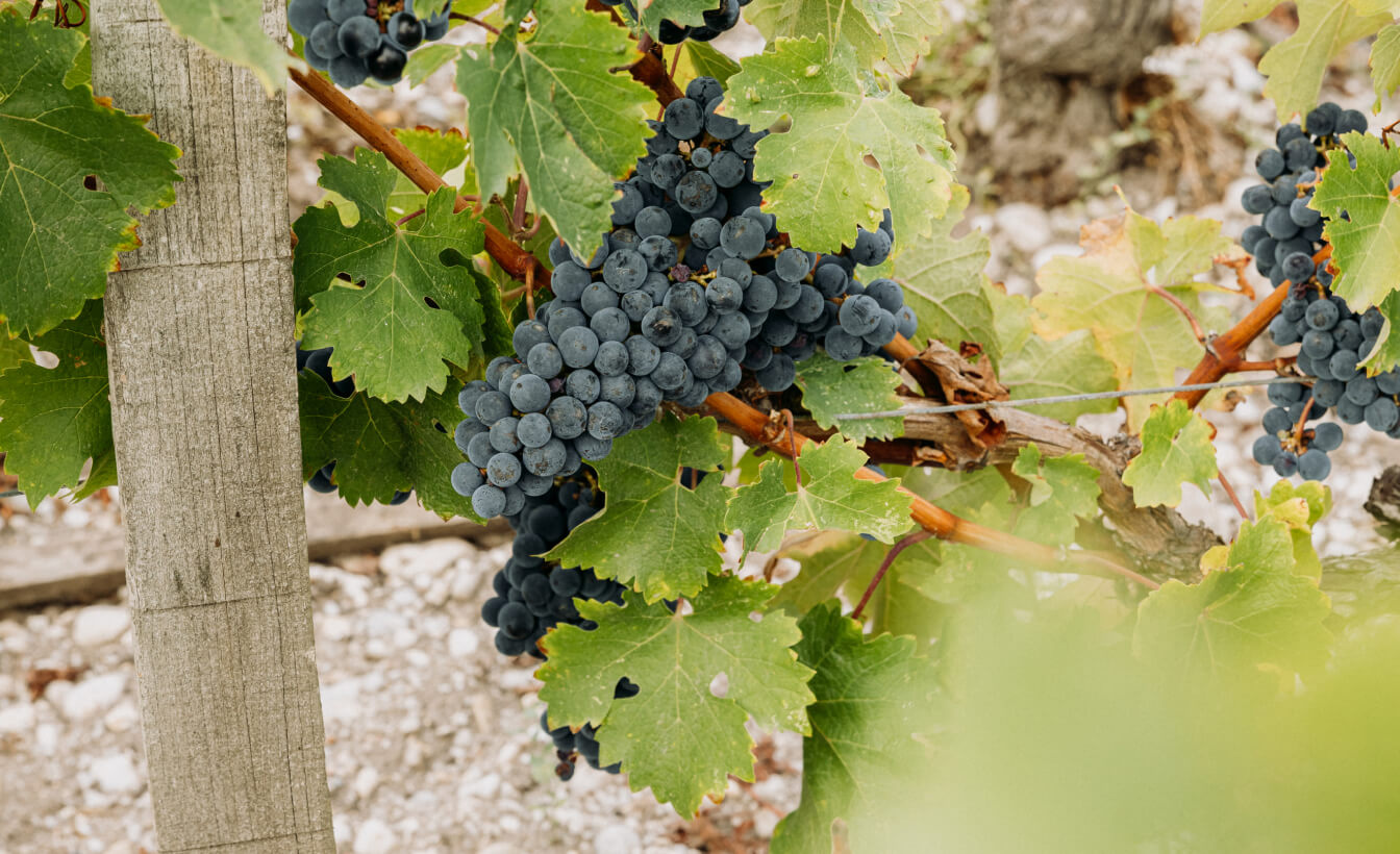 Les Pèlerins de Lafon-Rochet - Lafon Rochet