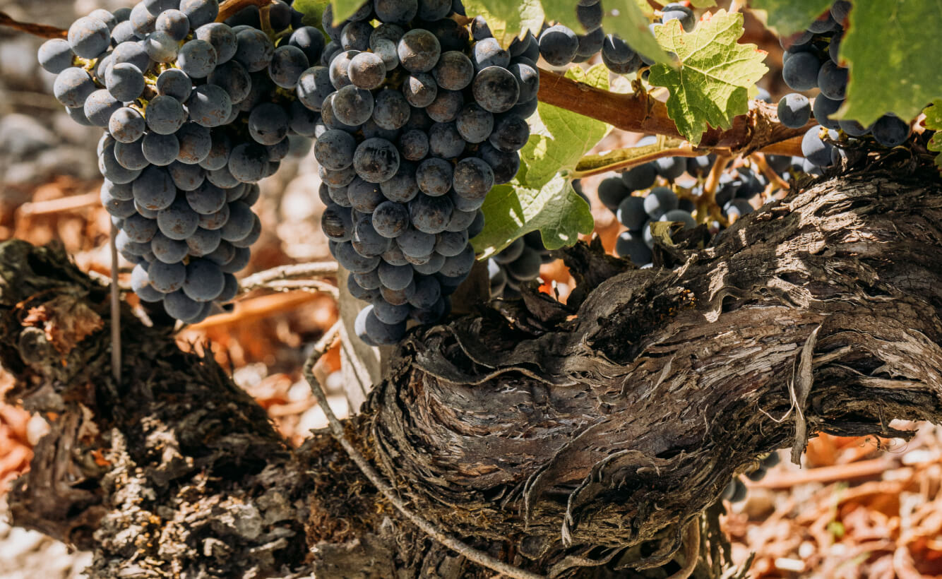 La Nature - Lafon Rochet