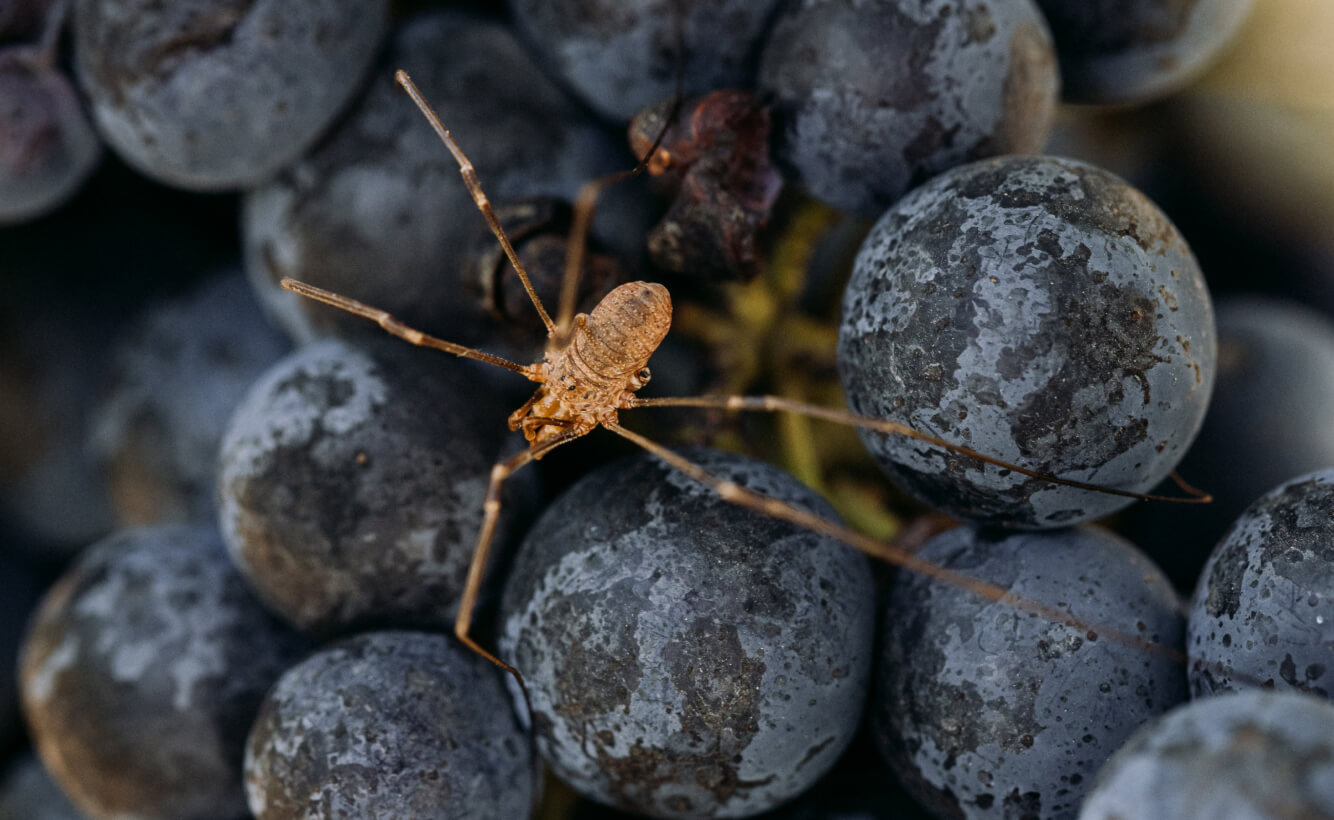 La Nature - Lafon Rochet