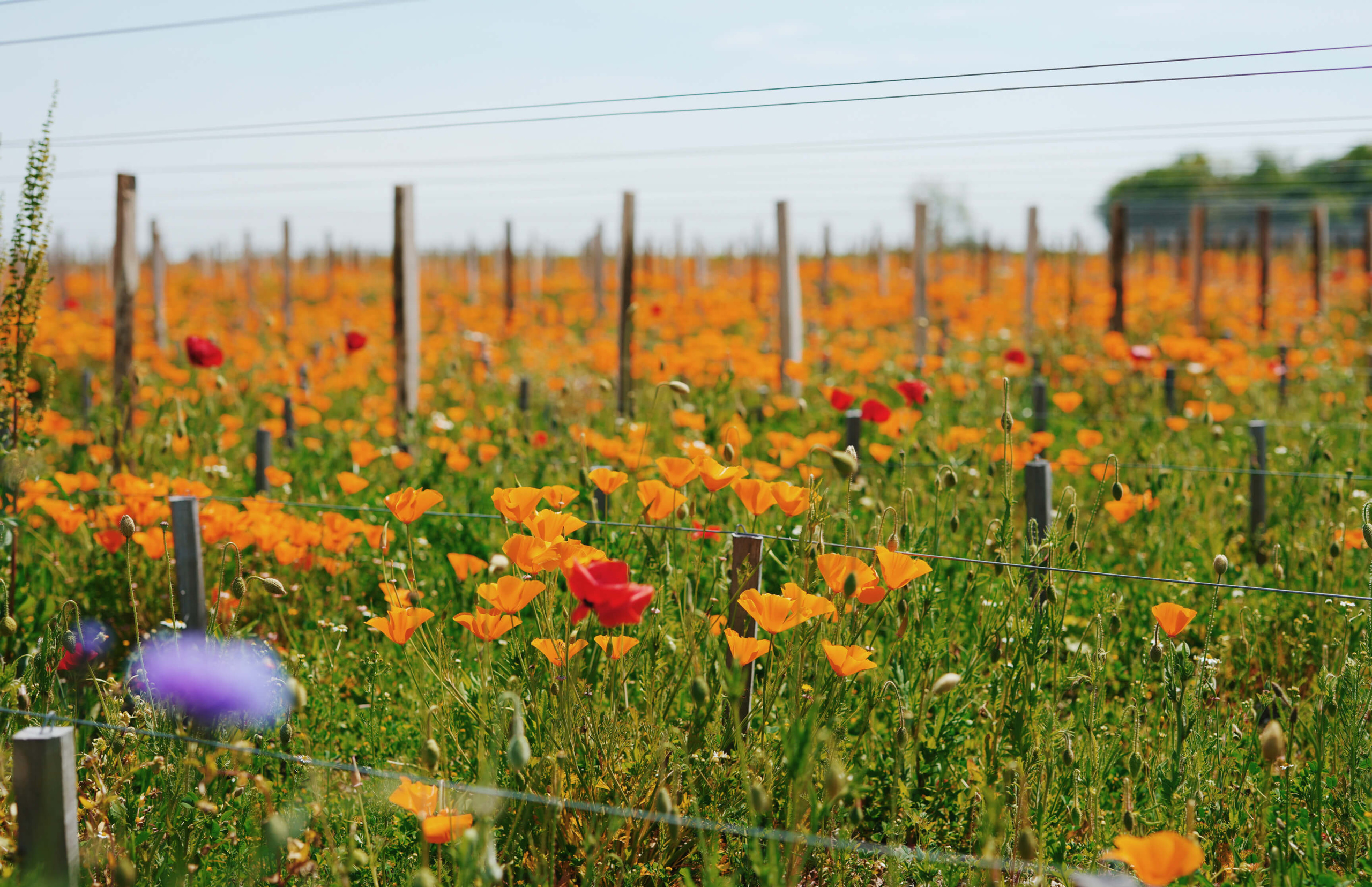 5. Les haies champêtres et arbres fruitiers - Lafon Rochet