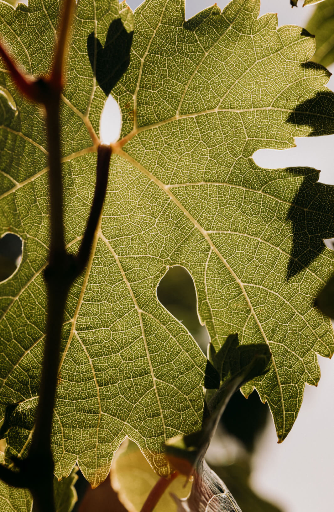 Visiter le Domaine - Lafon Rochet