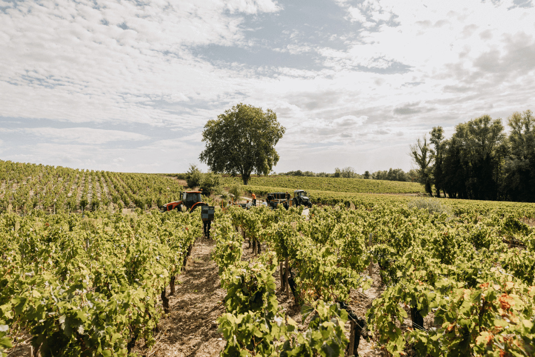 4. La zone Natura 2000 & le platane - Lafon Rochet