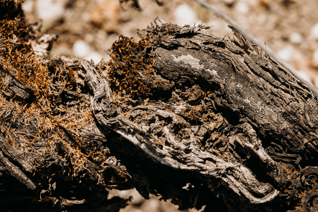 3. La parcelle n°10 : des Merlots de premier vin plantés sur un terroir riche - Lafon Rochet