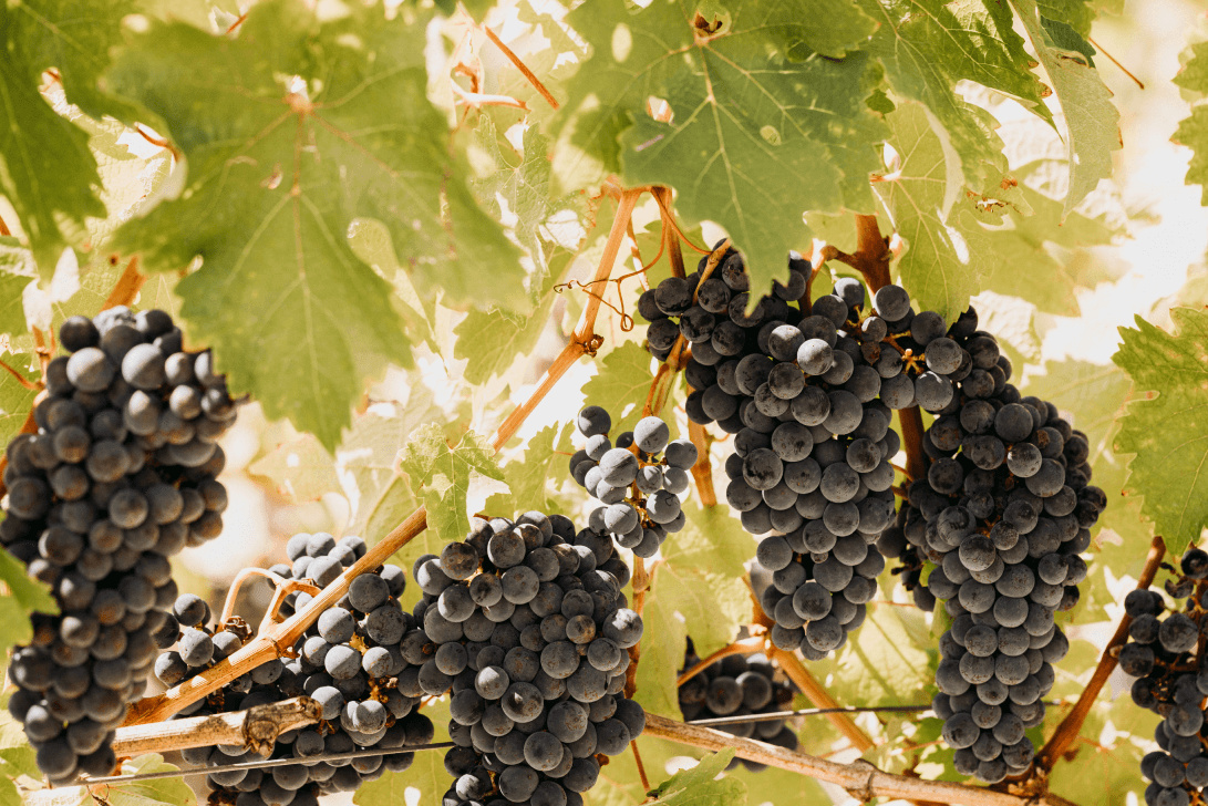 3. La parcelle n°10 : des Merlots de premier vin plantés sur un terroir riche - Lafon Rochet