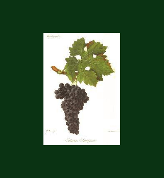 3. Plot n°10: Merlots of first wine planted on a rich terroir - Lafon Rochet