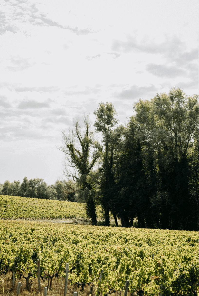 4. La zone Natura 2000 & le platane - Lafon Rochet