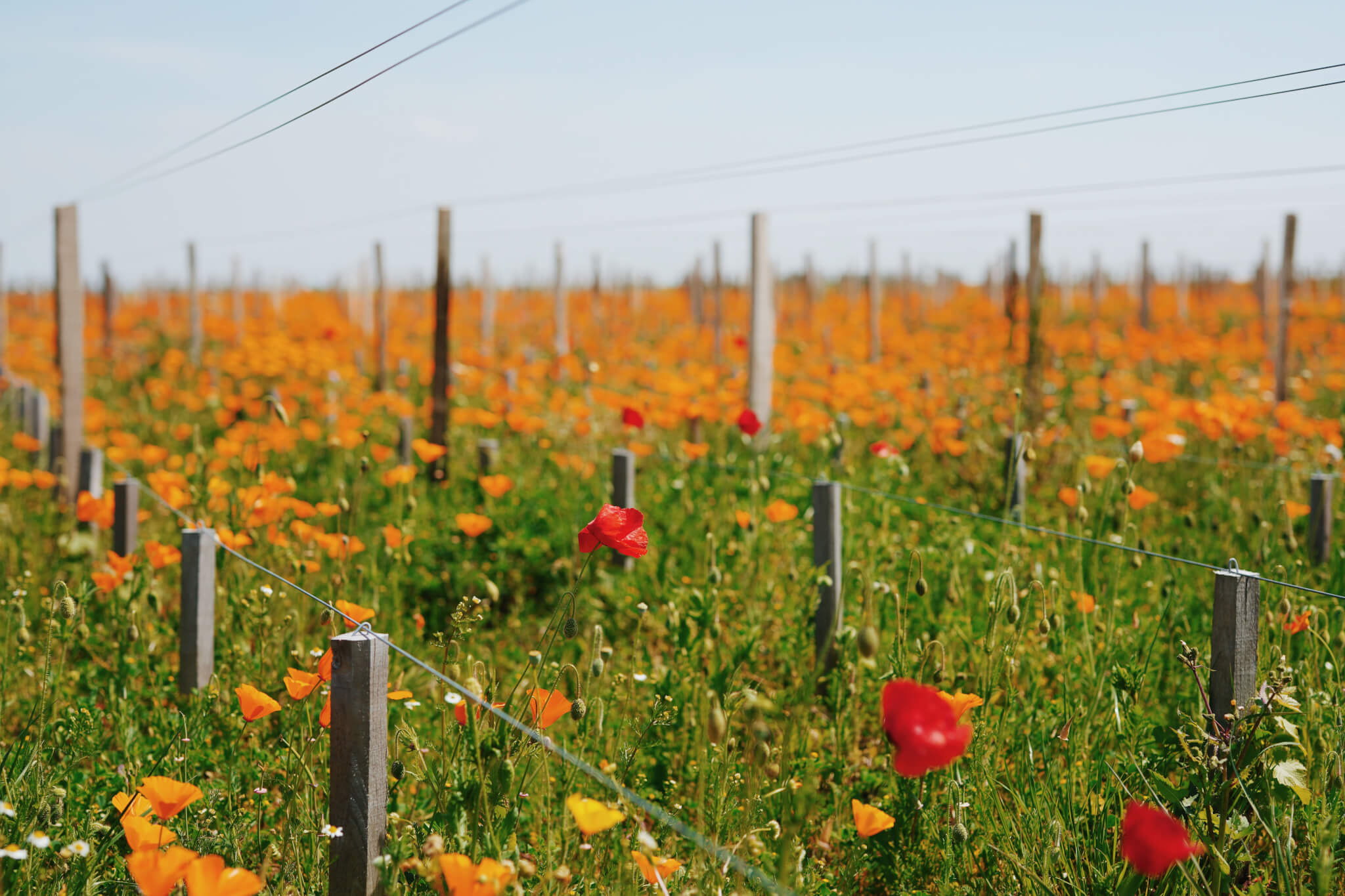La Nature - Lafon Rochet