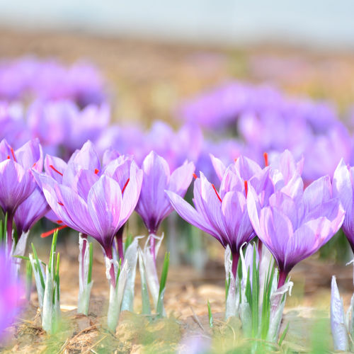 Saffransblommor på ett saffransfält