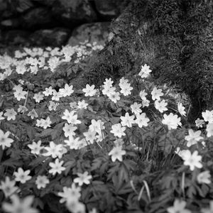 Vårblommor