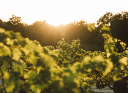 Langlois Crémant de Loire - Langlois Crémant de Loire