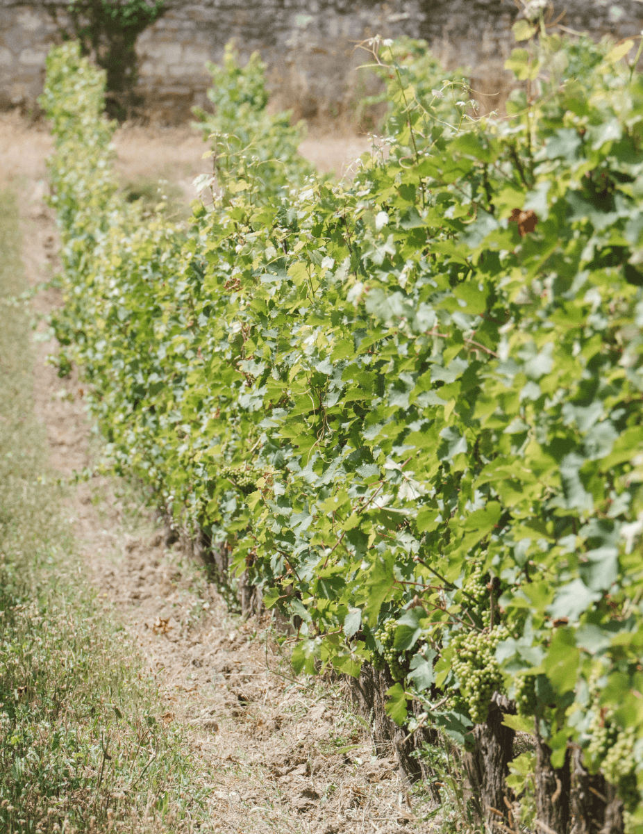 Le vignoble en calèche