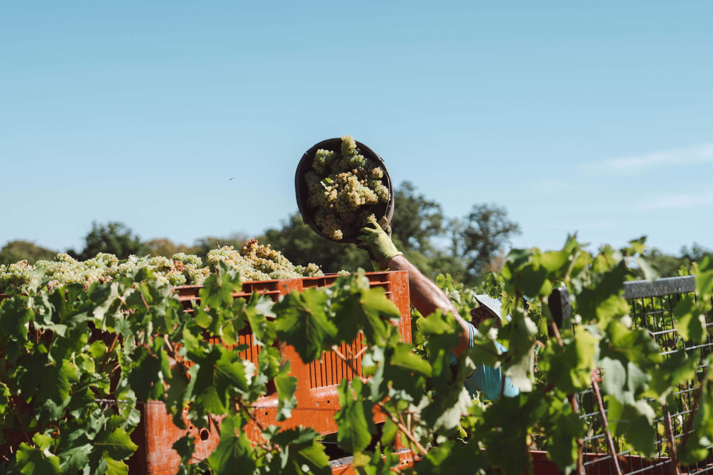 Une Histoire d’excellence - Langlois Crémant de Loire