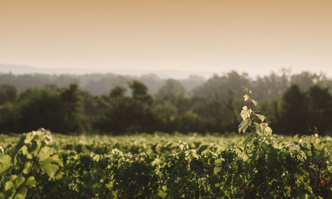 Clos Breton, Saumur-Champigny - Langlois Crémant de Loire