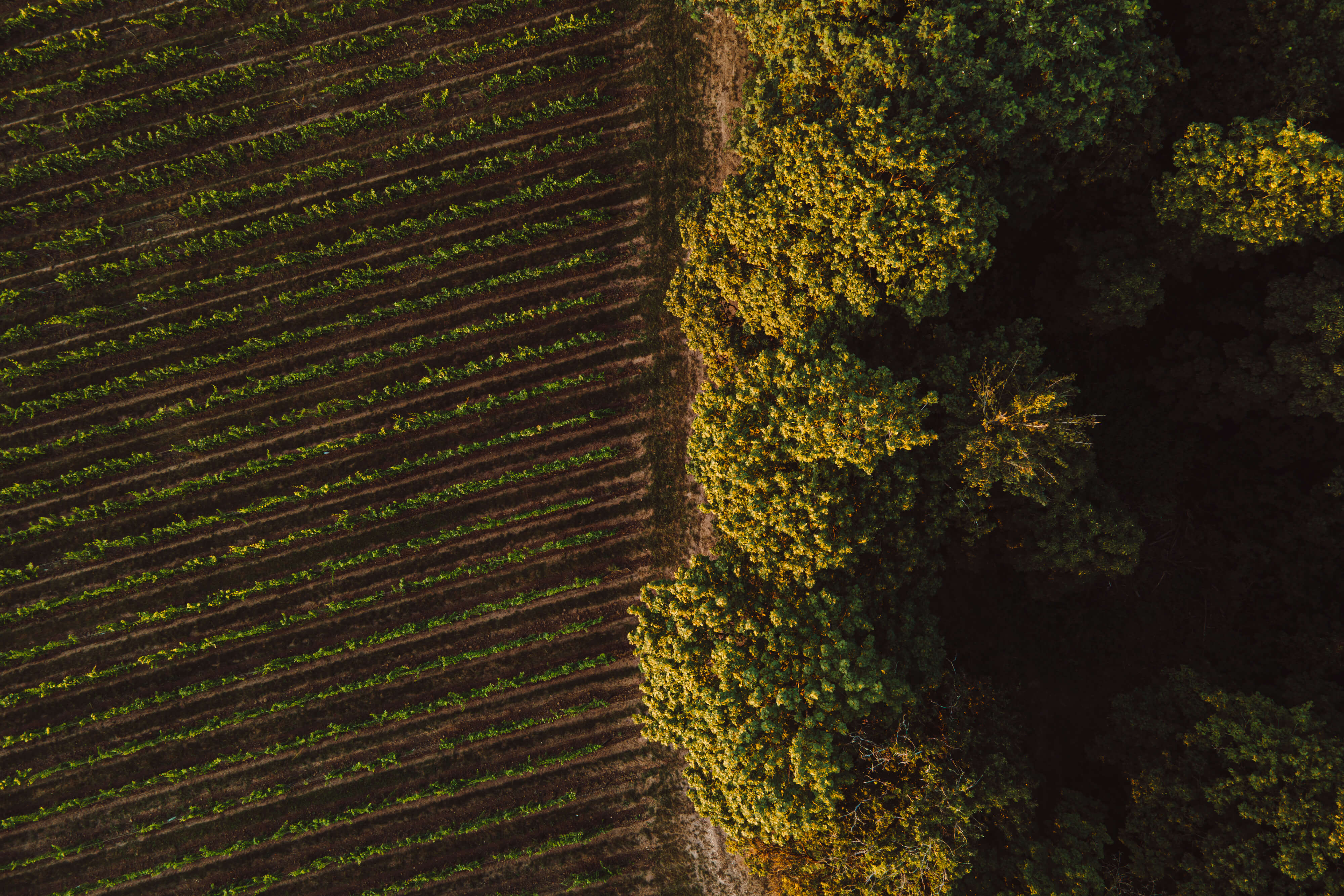 Une nature engagée - Langlois Crémant de Loire