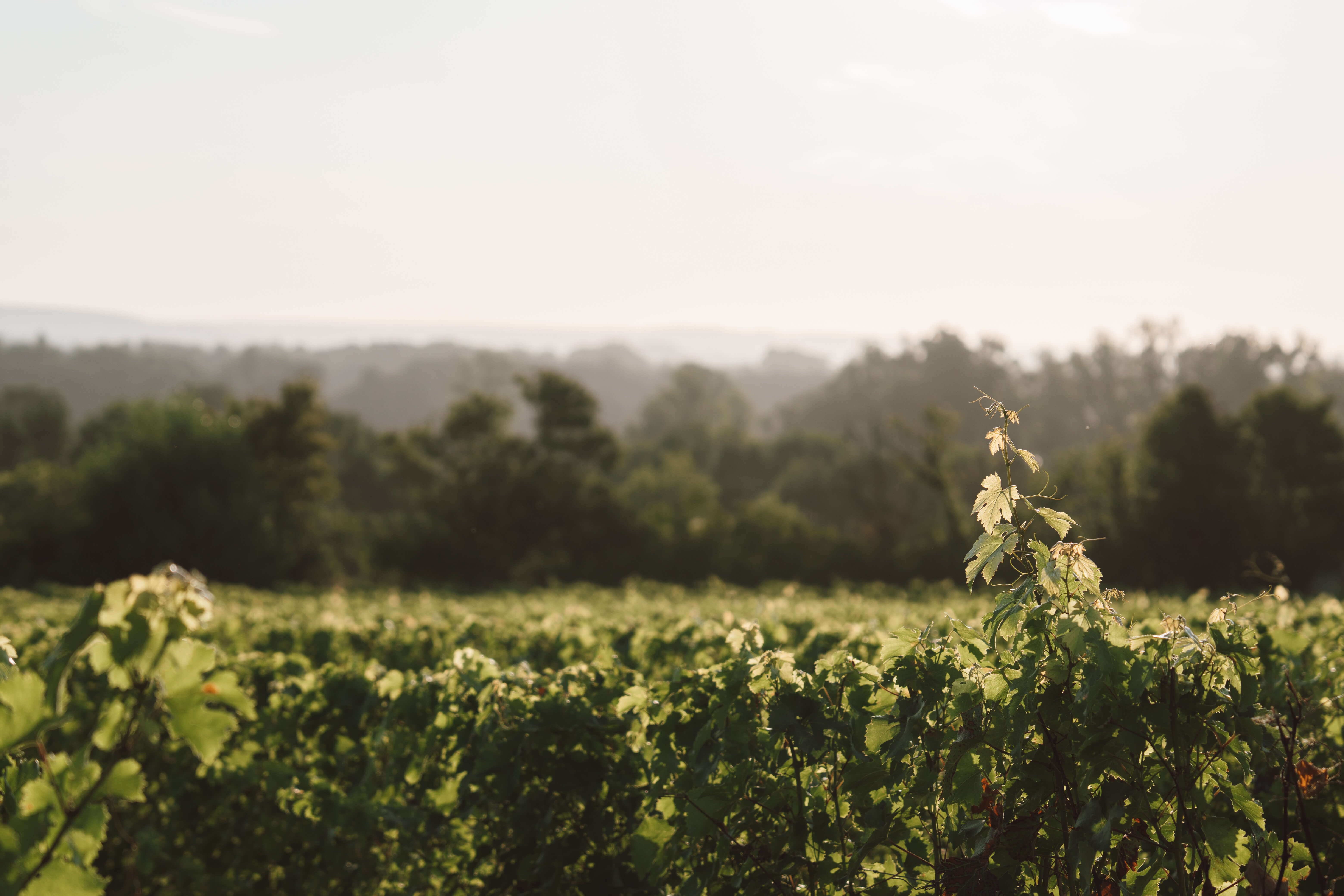 Les Beaugrands, Coteaux de Saumur - Langlois Crémant de Loire