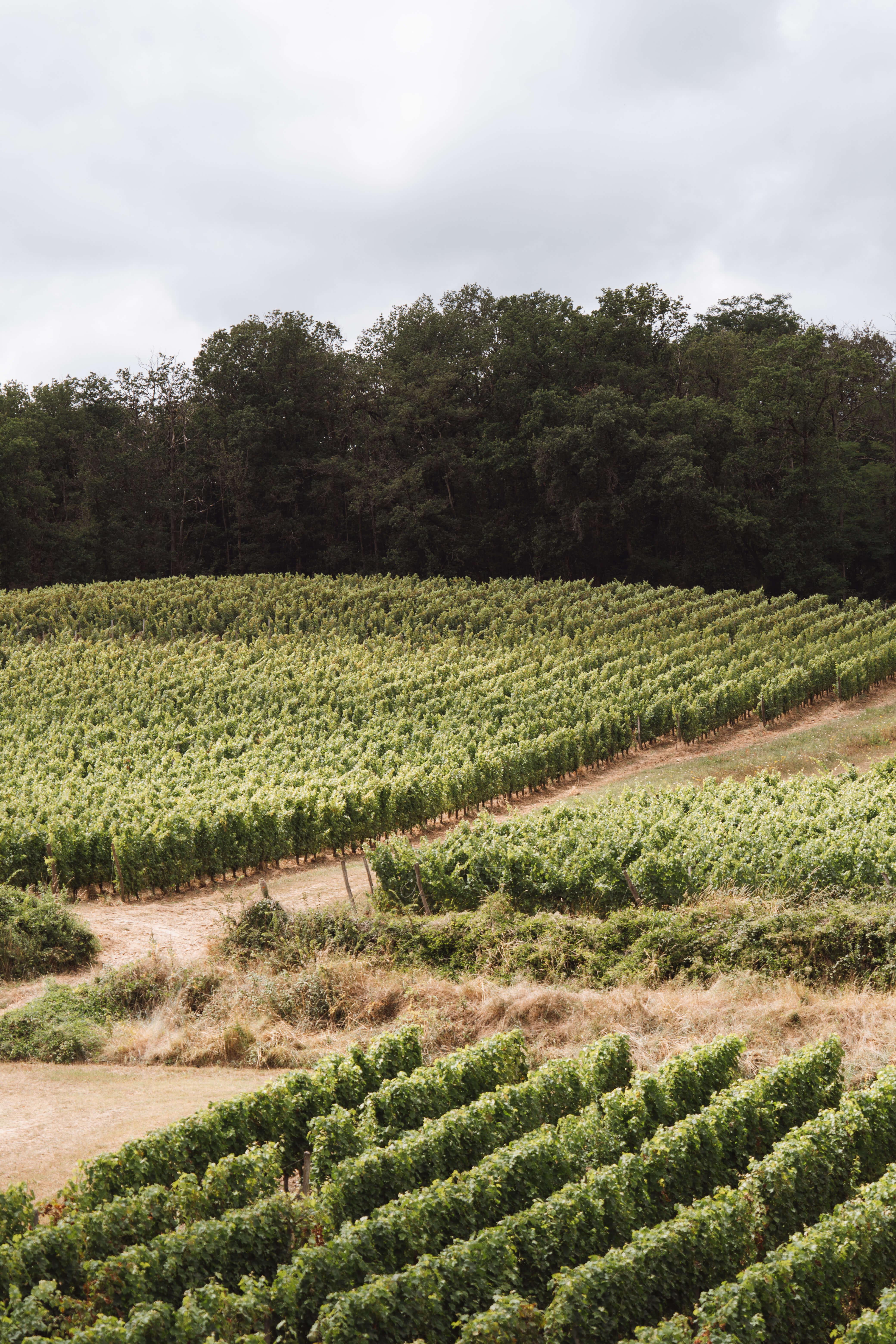 Clos Breton, Saumur-Champigny - Langlois Crémant de Loire